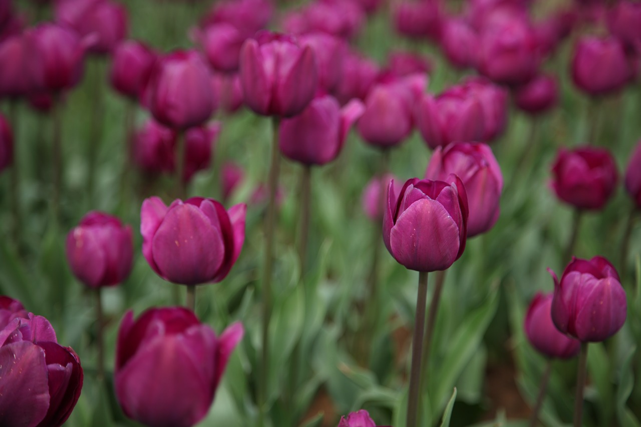 tulip flowers flower free photo