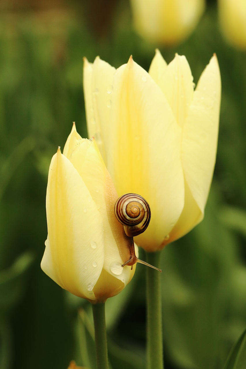 tulip snail yellow free photo