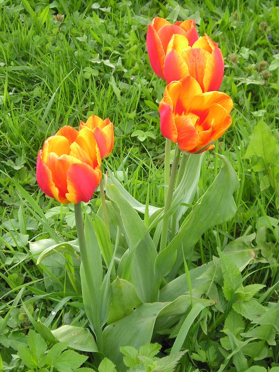 tulip grass how free photo