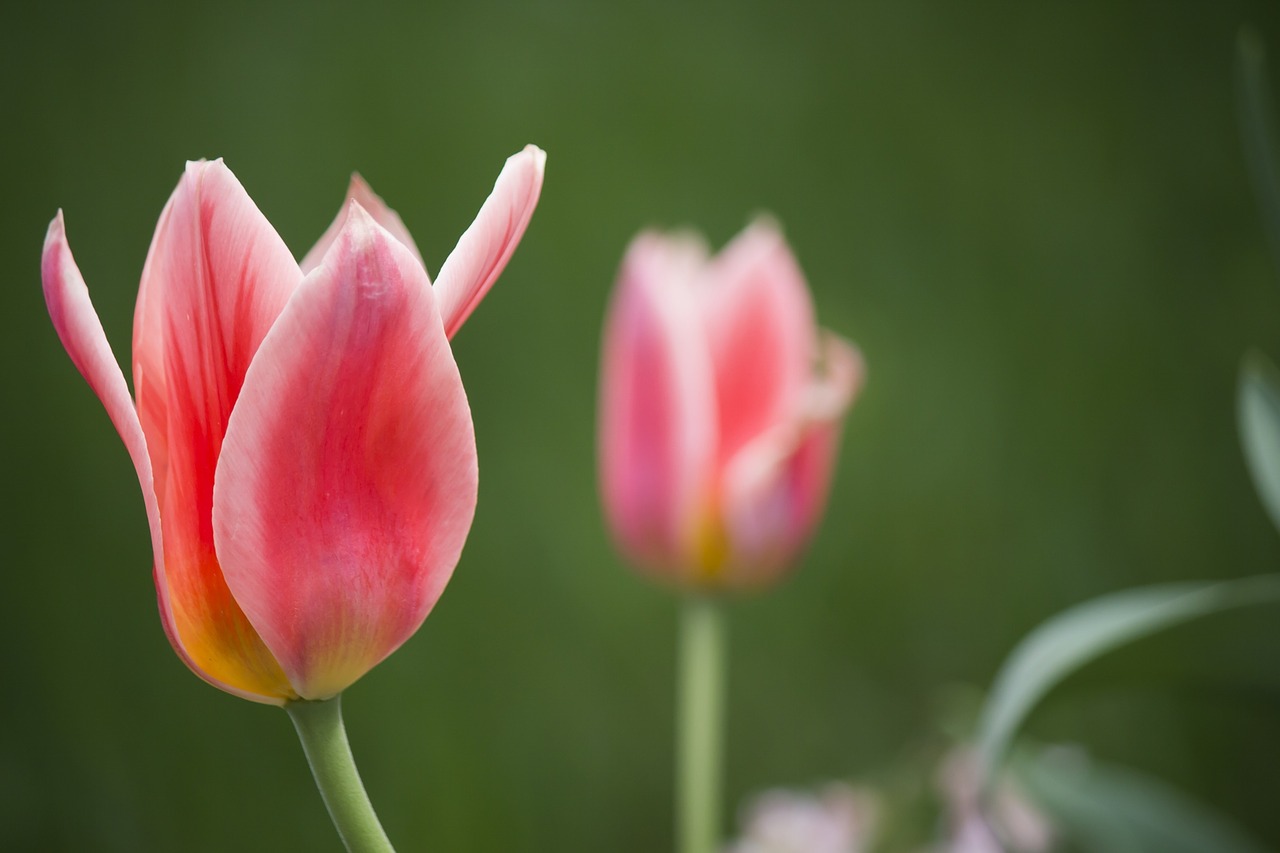 tulip plant red free photo