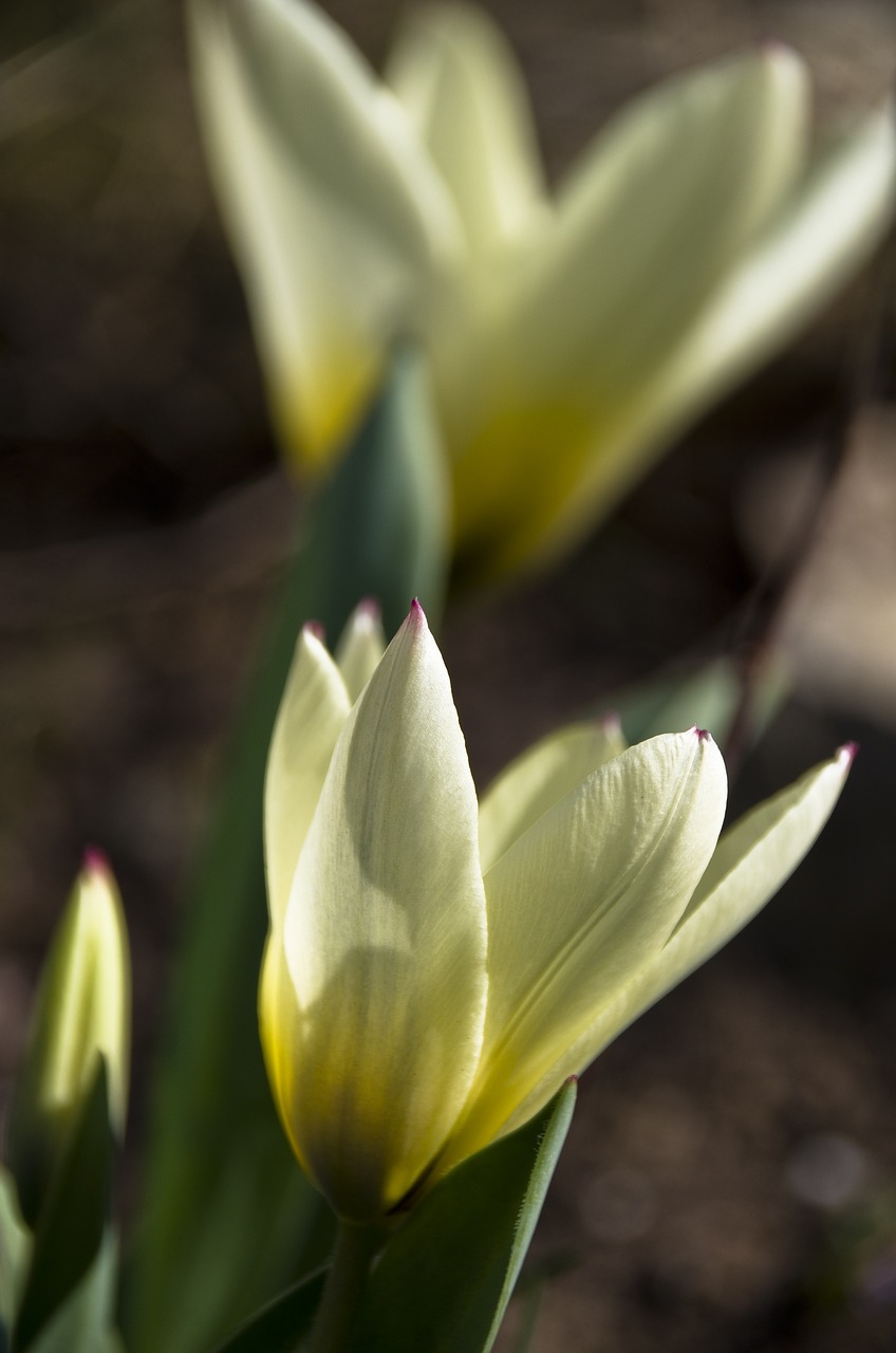 tulip white bright yellow free photo