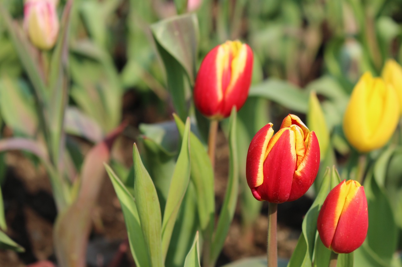 tulip plant natural free photo