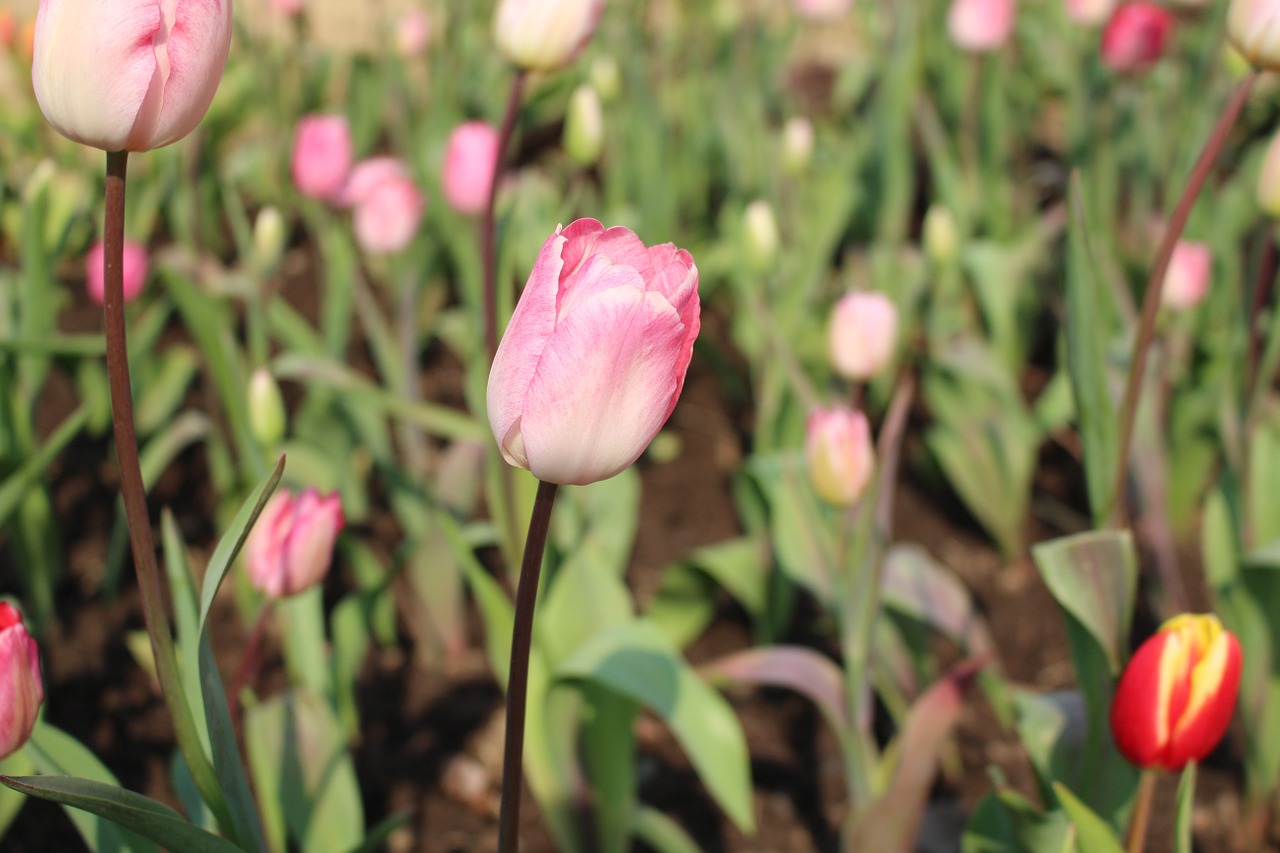 tulip plant natural free photo