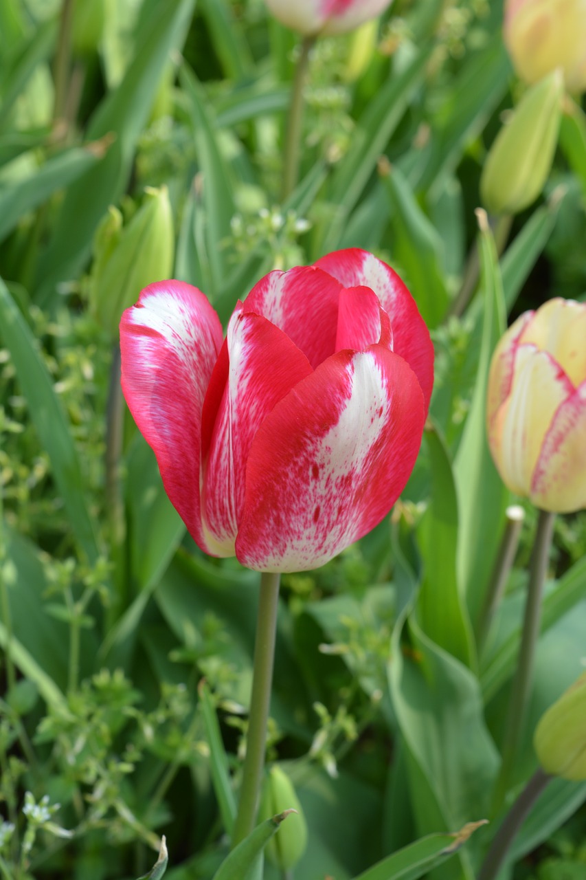 tulip red flower free photo