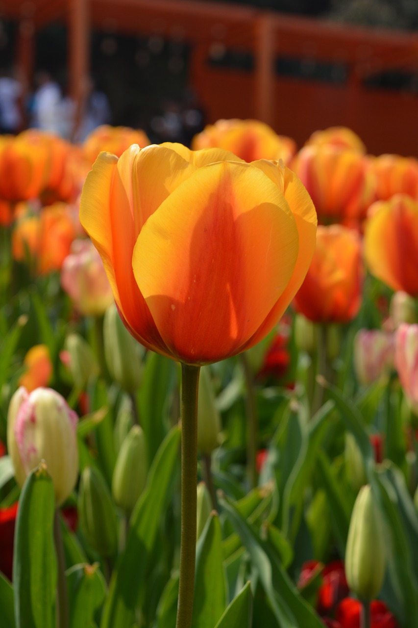 tulip yellow flower free photo