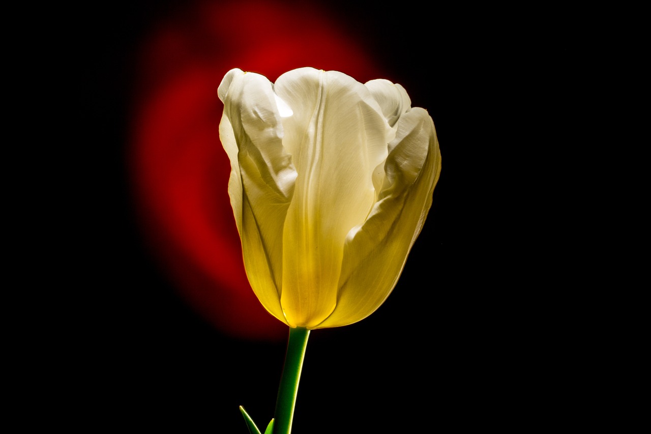 tulip flower spring free photo