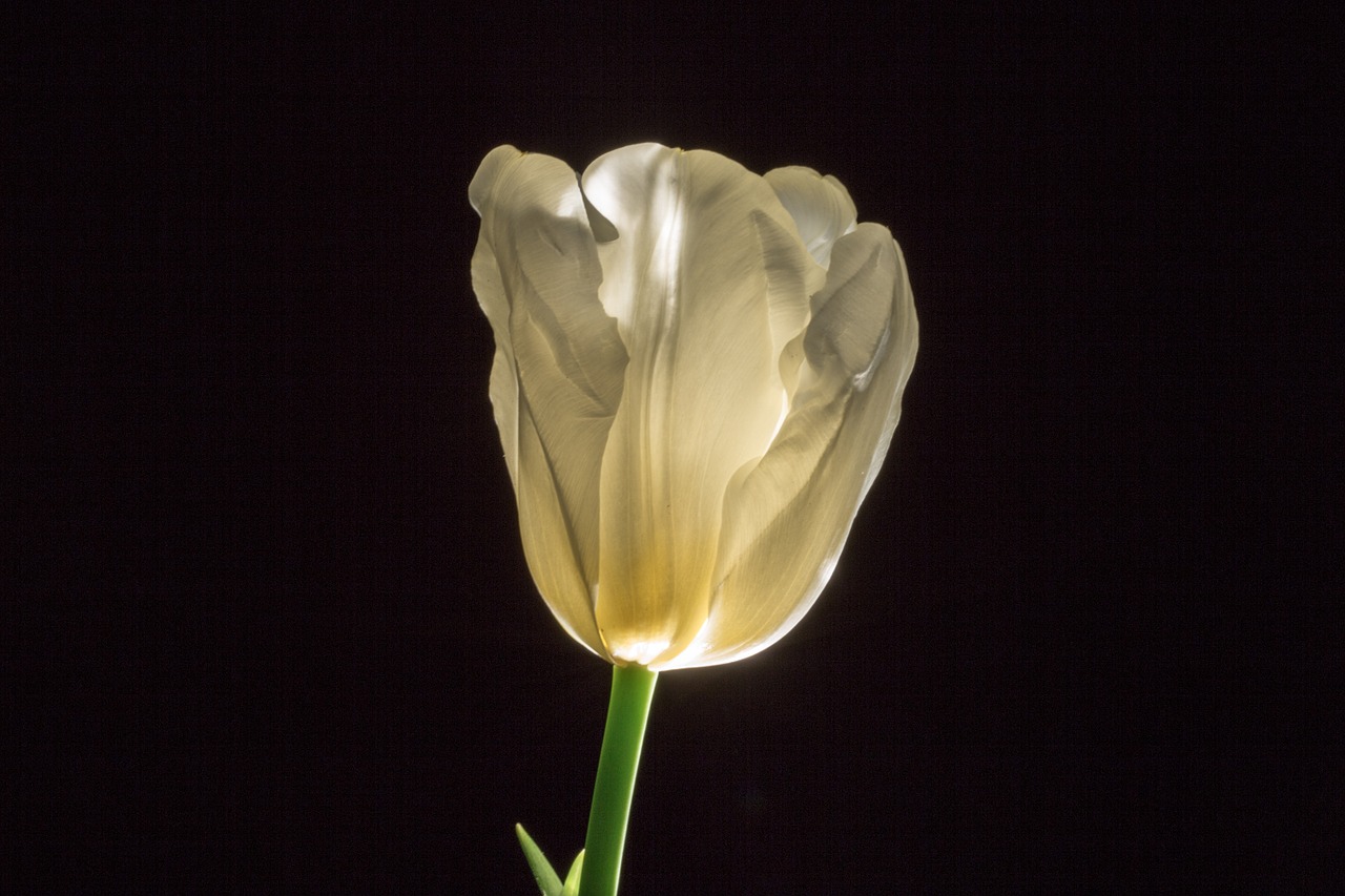 tulip flower spring free photo