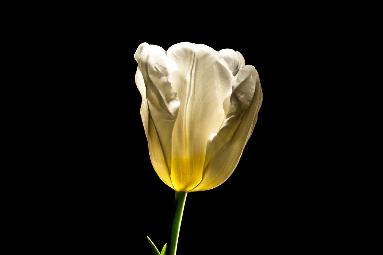 tulip flower spring free photo