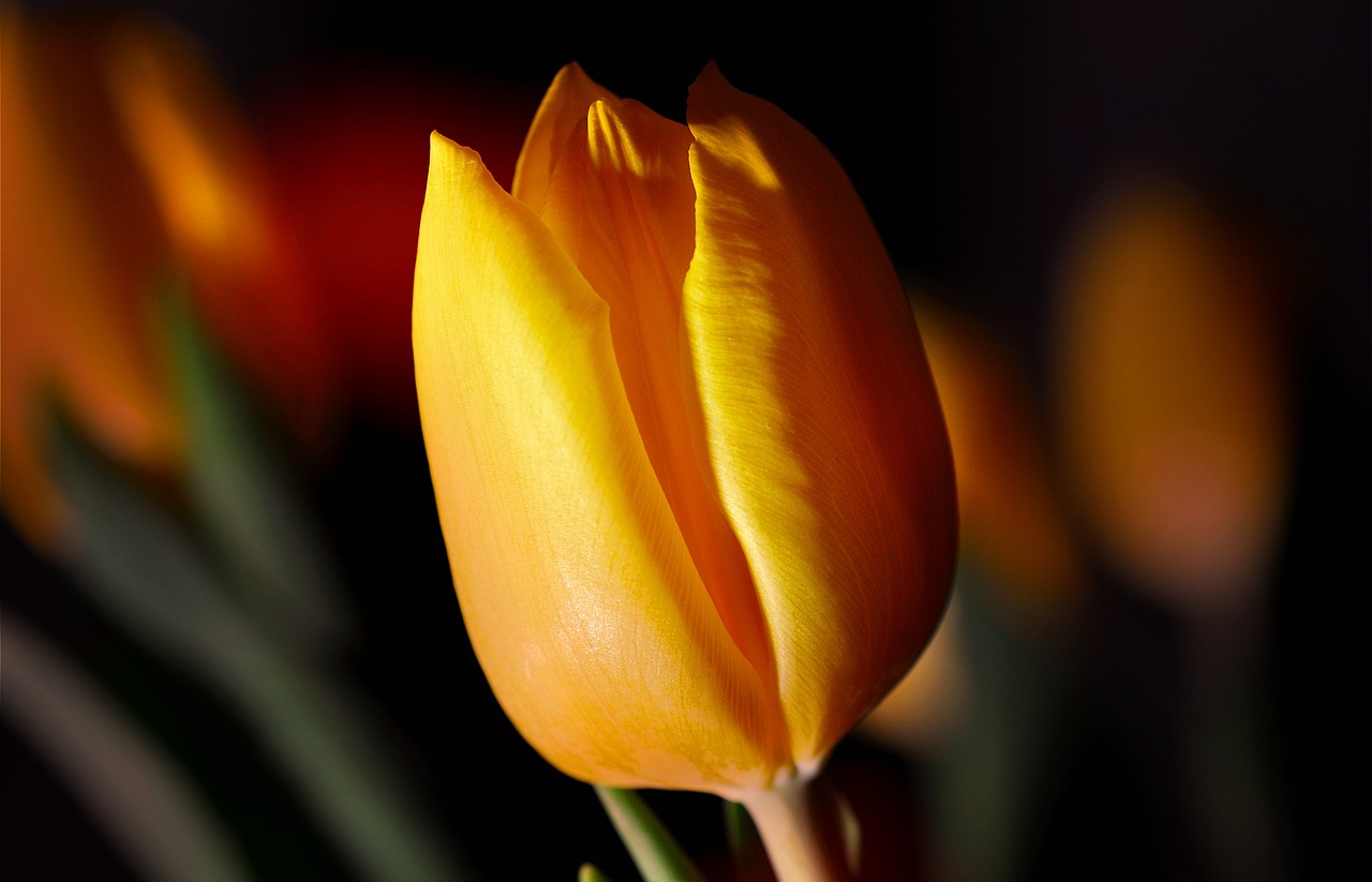 tulip flower plant free photo