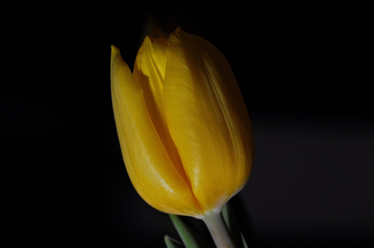 tulip flower plant free photo