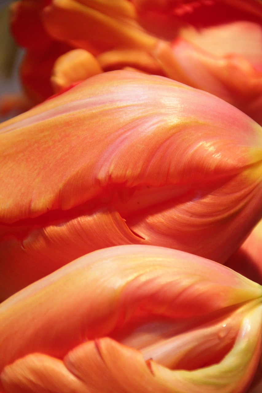 tulip flower detail free photo