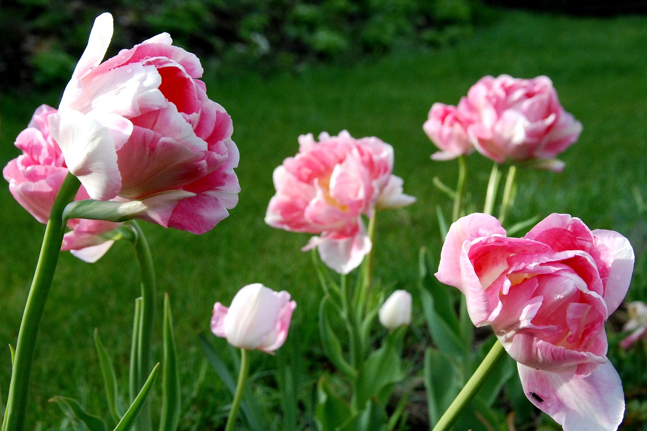 tulip flower pink free photo