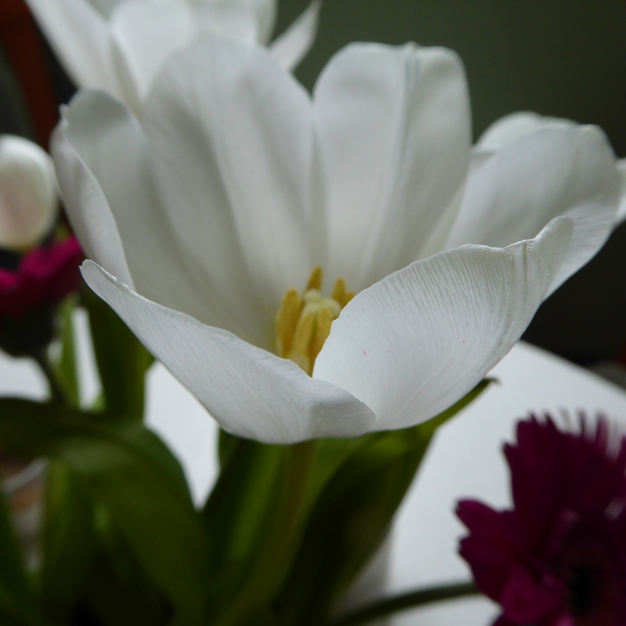 tulip blossom bloom free photo