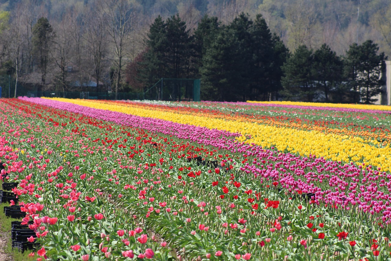 tulip farm field free photo