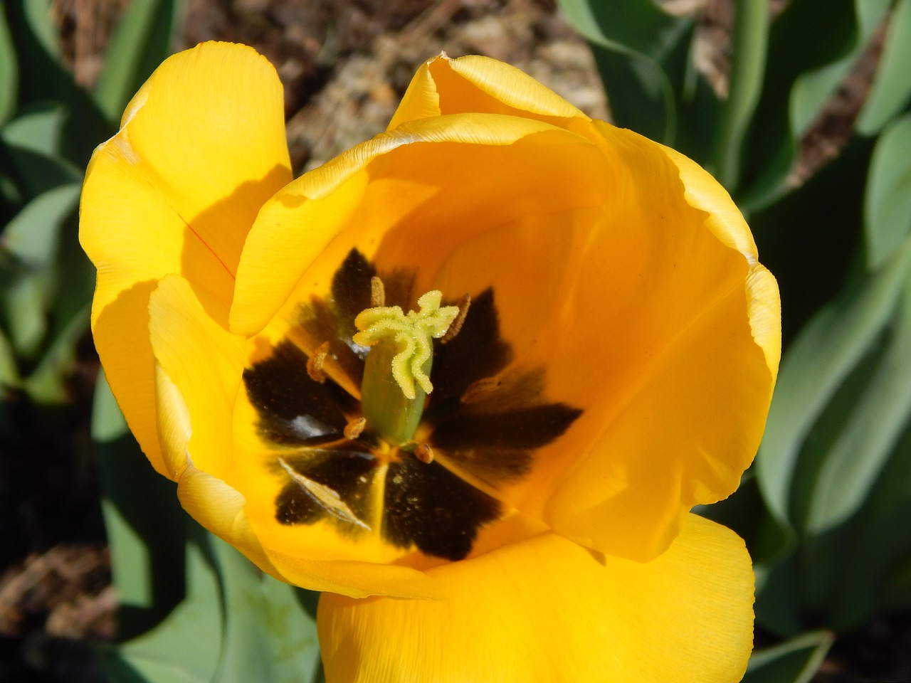tulip yellow spring free photo