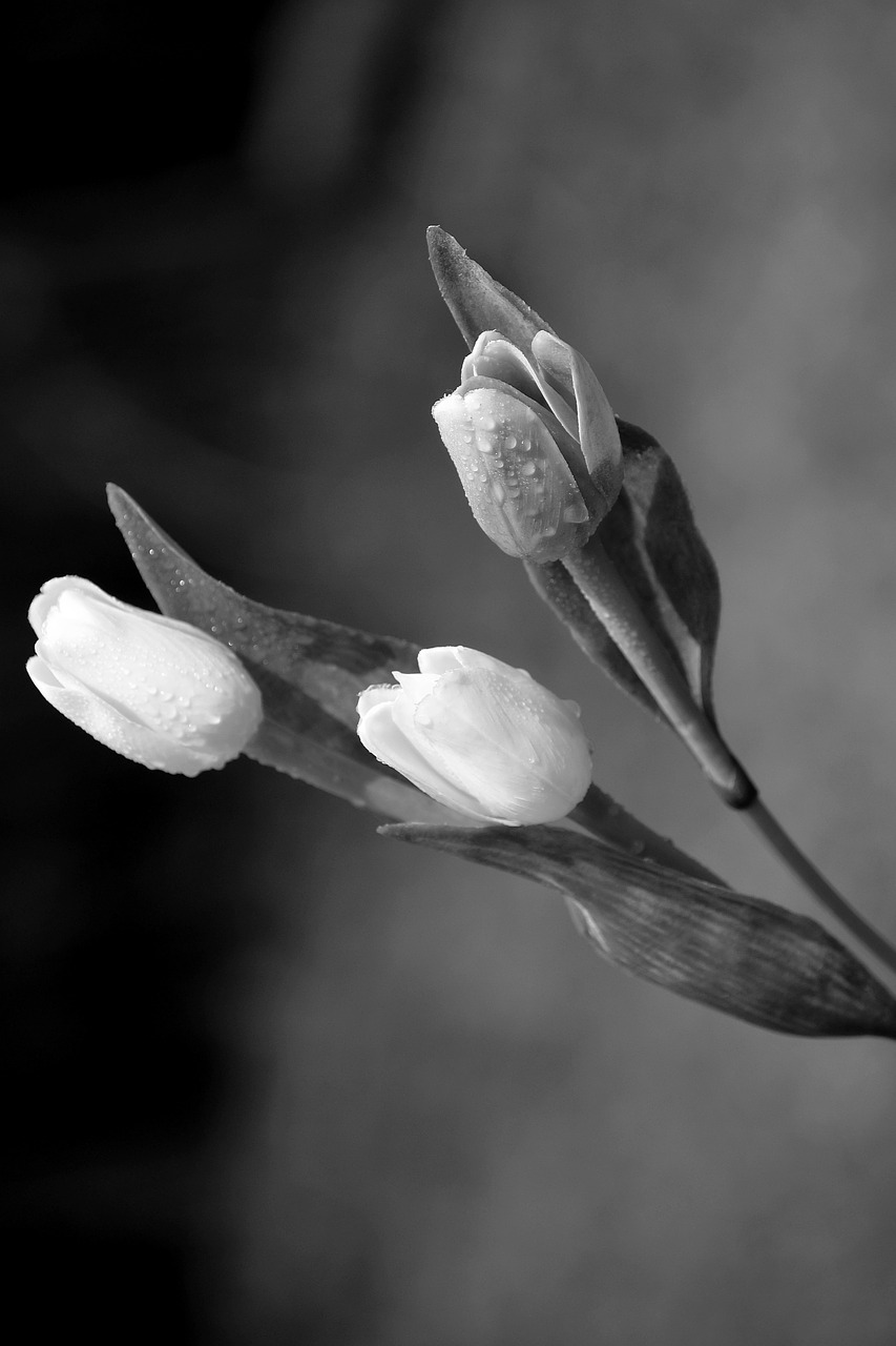 tulip flowers drops free photo