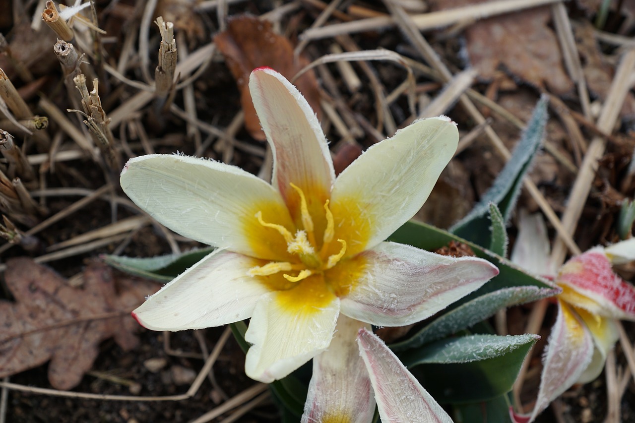 tulip plant green free photo