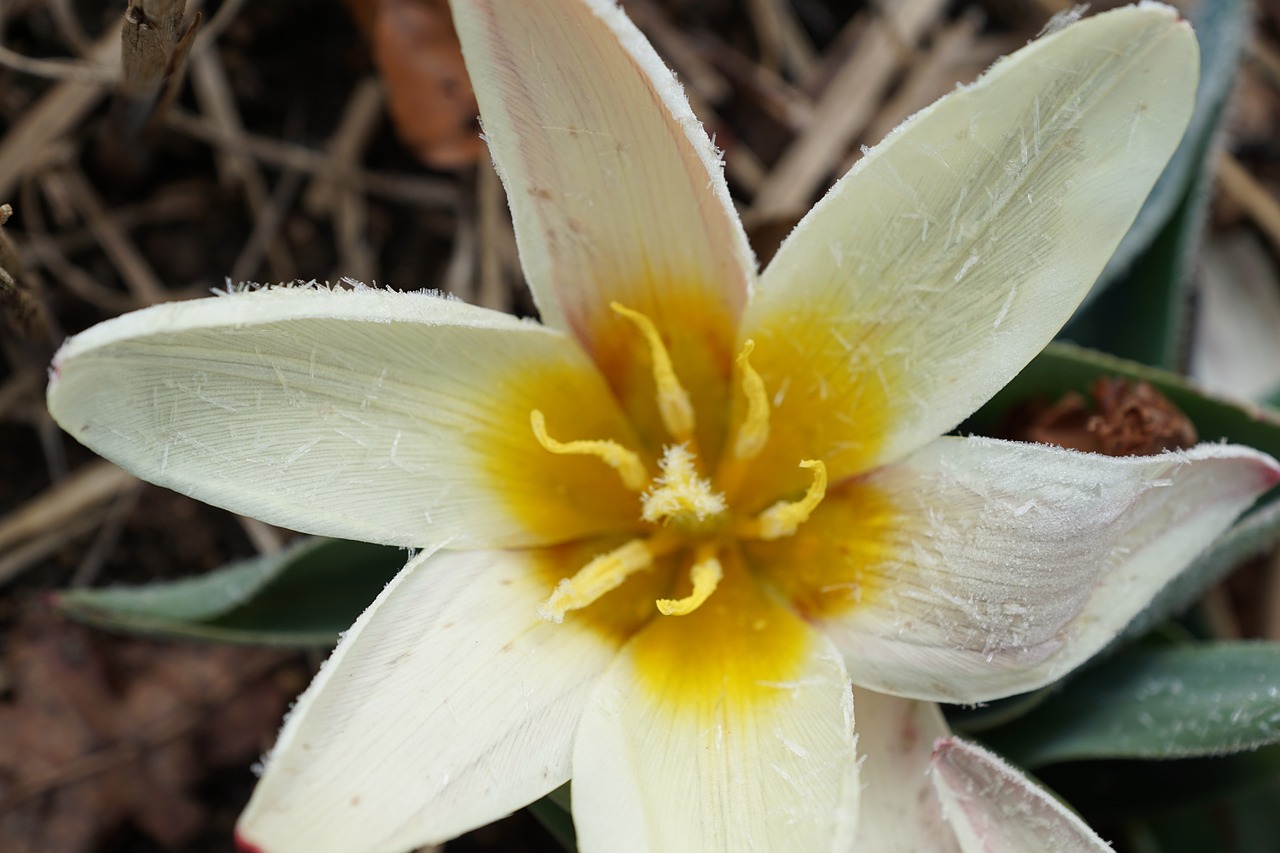 tulip flower plant free photo