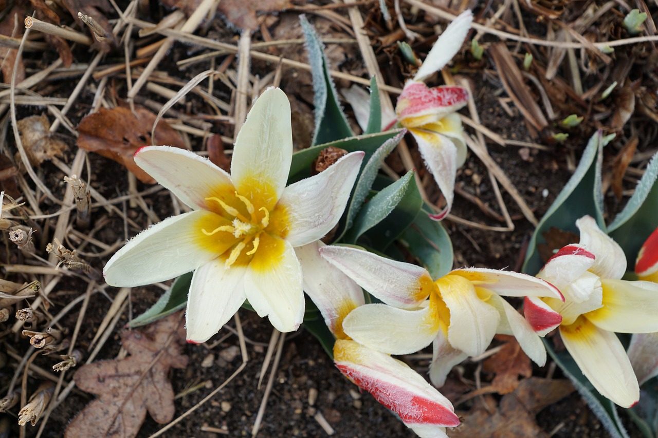 tulip flower plant free photo