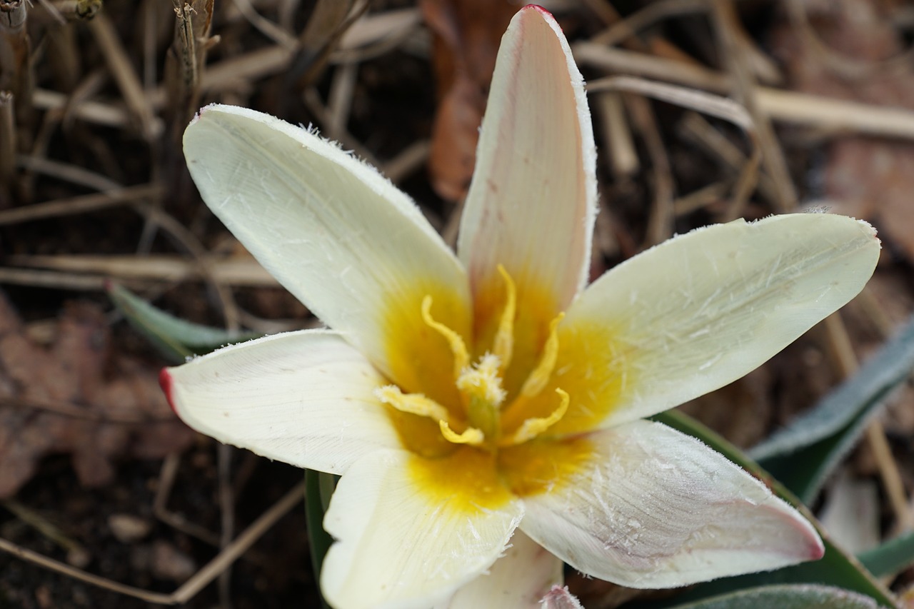 tulip flower plant free photo