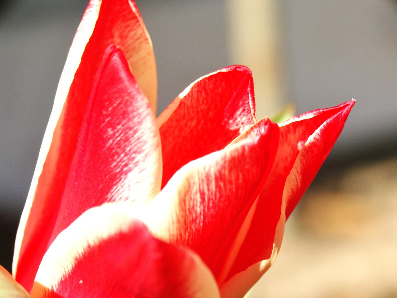 tulip flower spring free photo