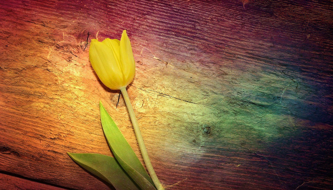 tulip flower yellow flower free photo