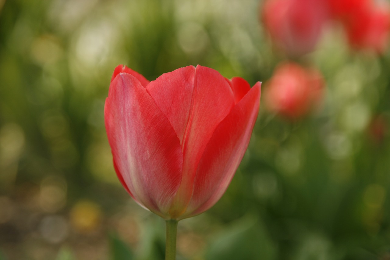 tulip red open free photo