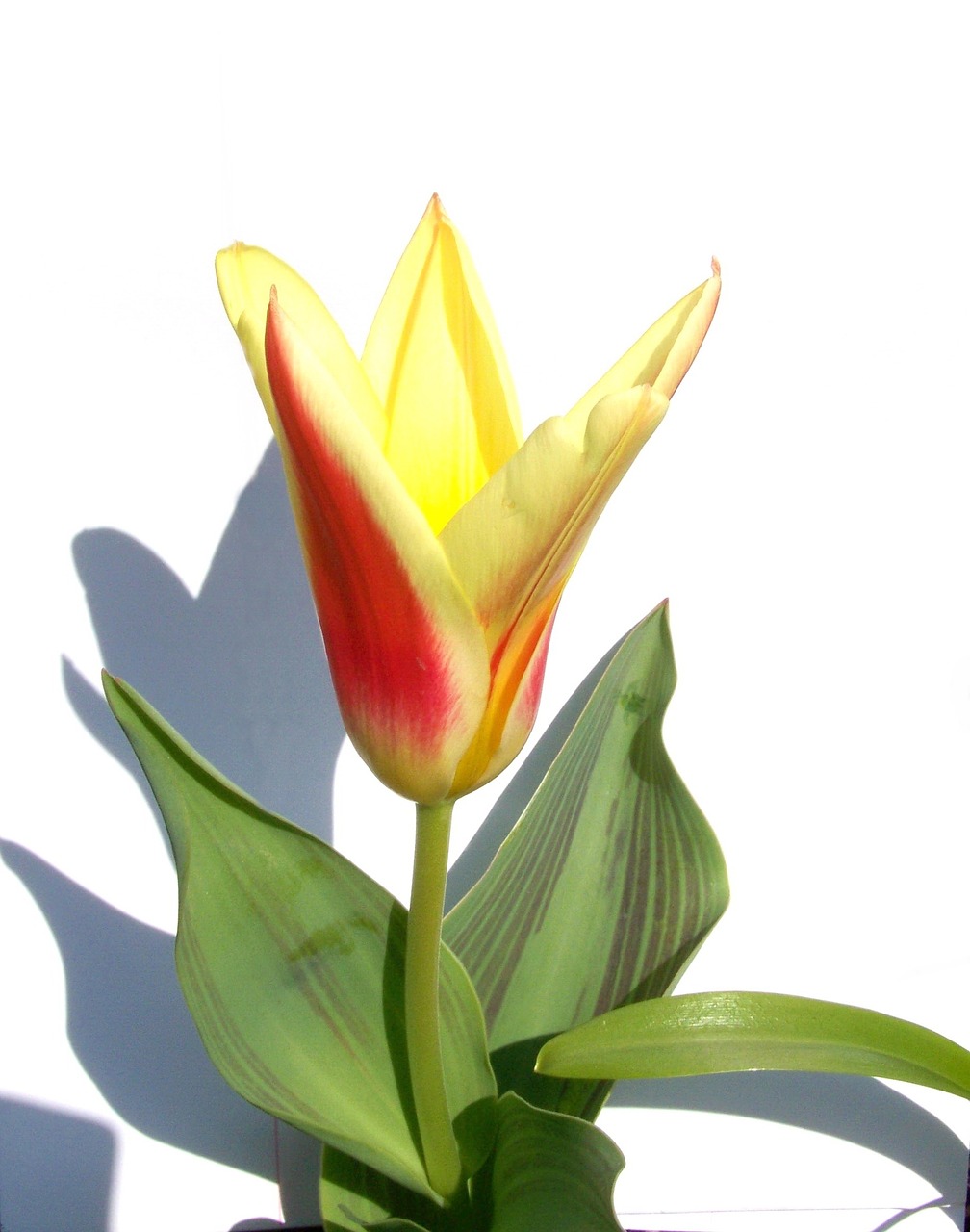 tulip spring flower two color free photo