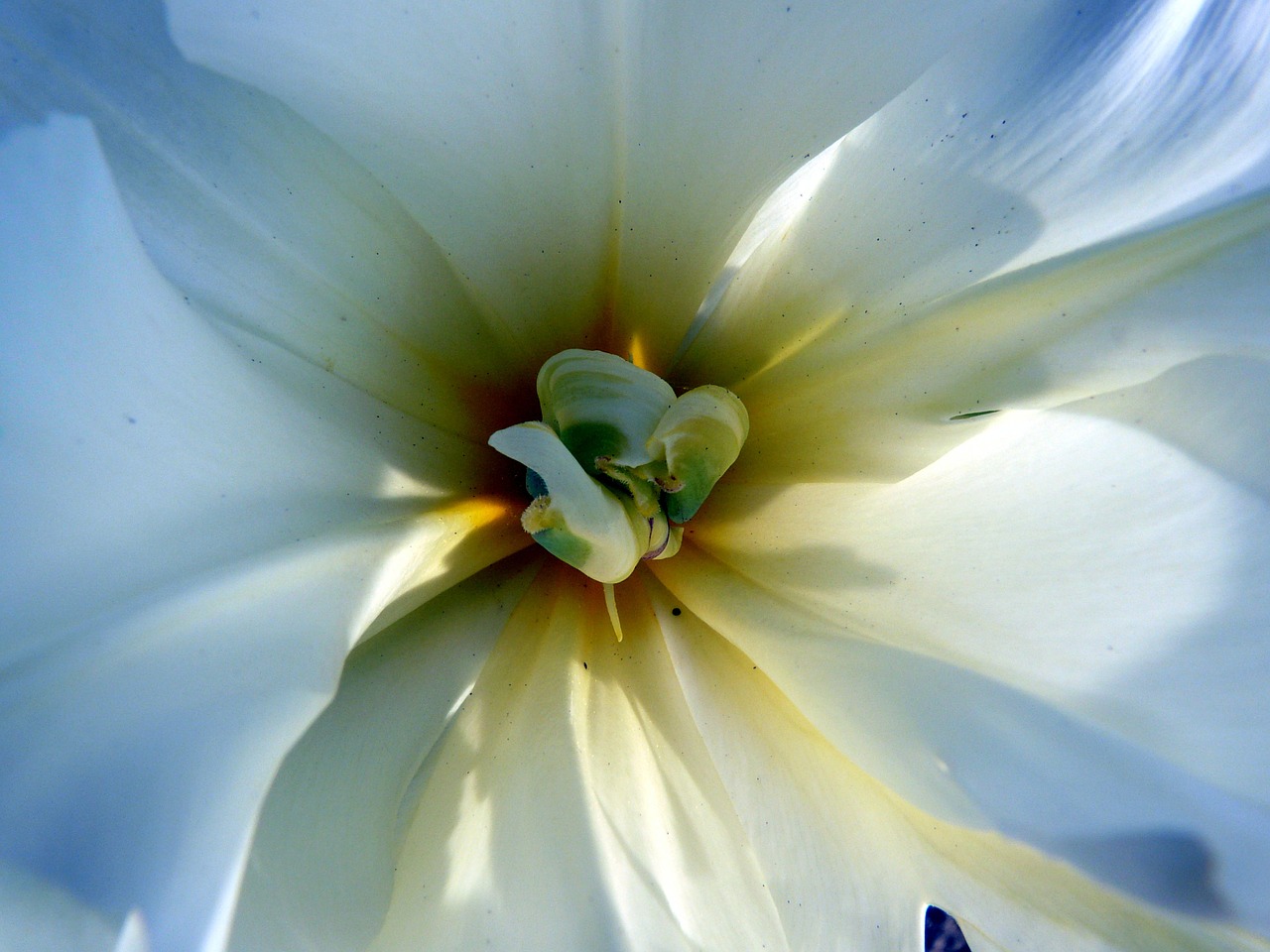 tulip blossom bloom free photo