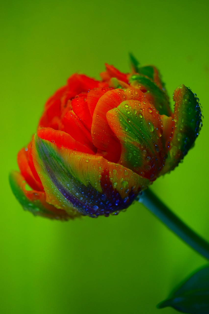 tulip water macro free photo