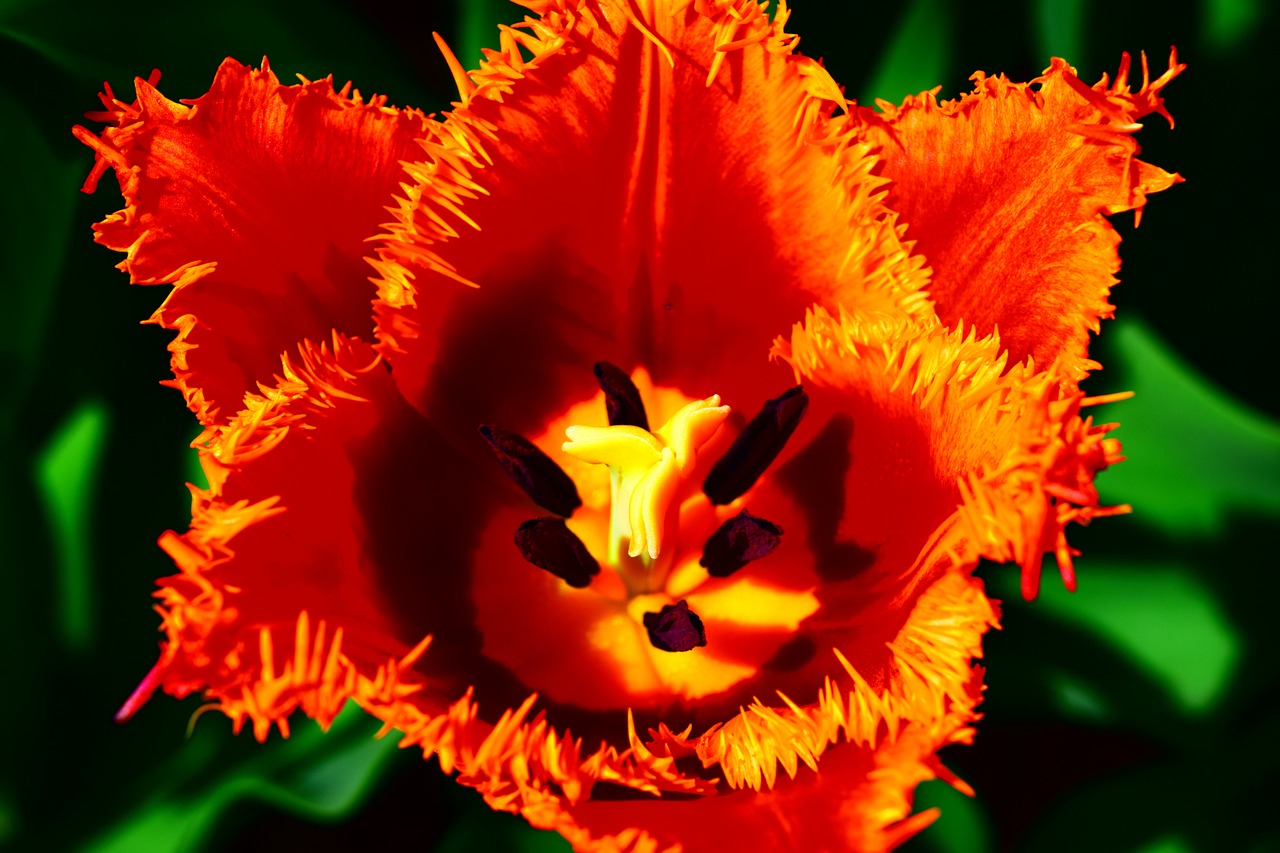 tulip red jagged free photo