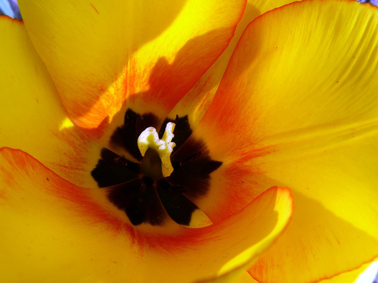 tulip tulip cup yellow free photo
