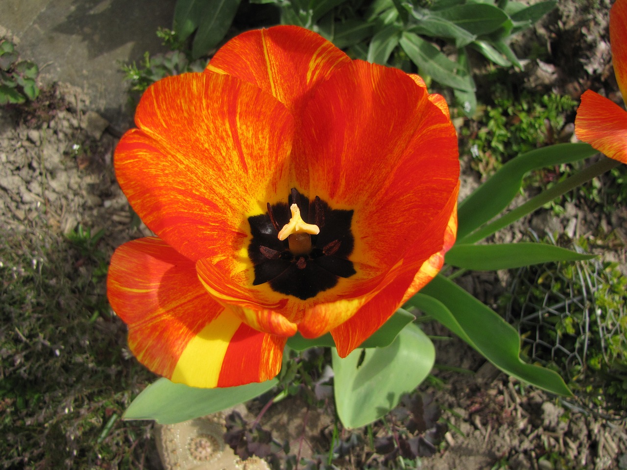 tulip flower spring free photo