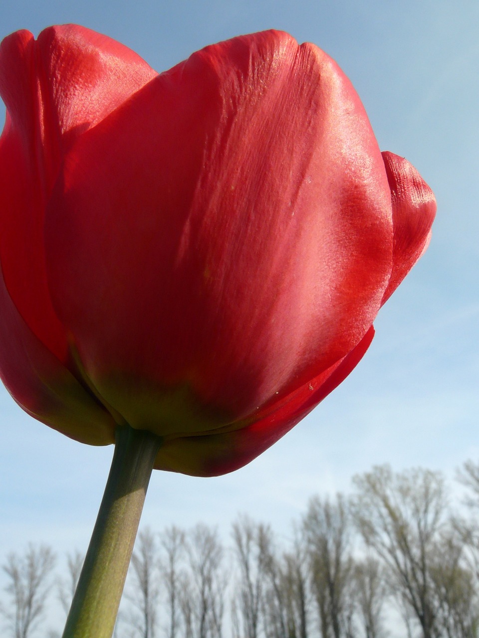 tulip tulip cup red free photo