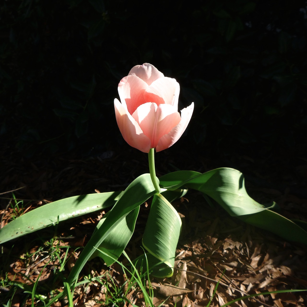 tulip spring light free photo