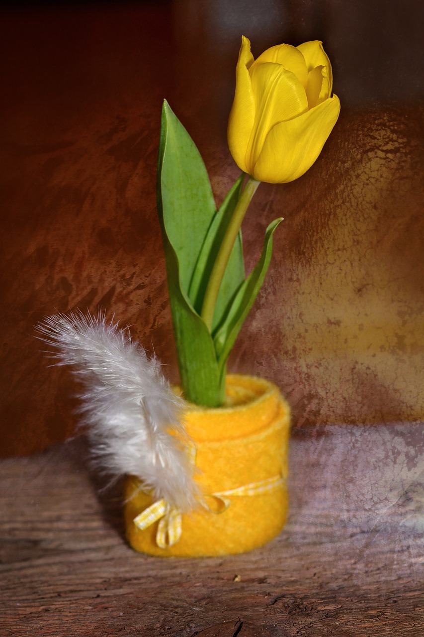 tulip flower schnittblume free photo