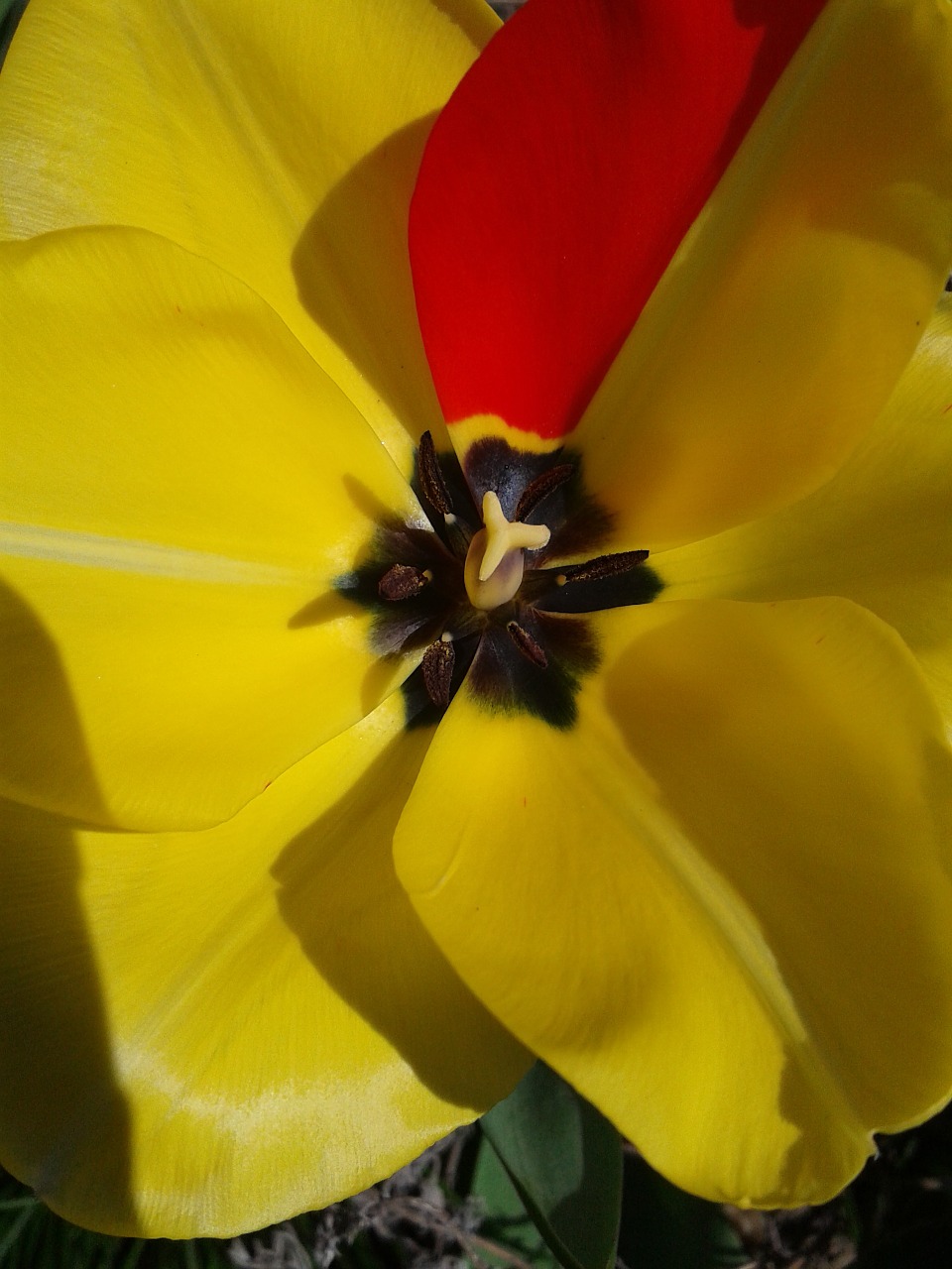 tulip blossom bloom free photo