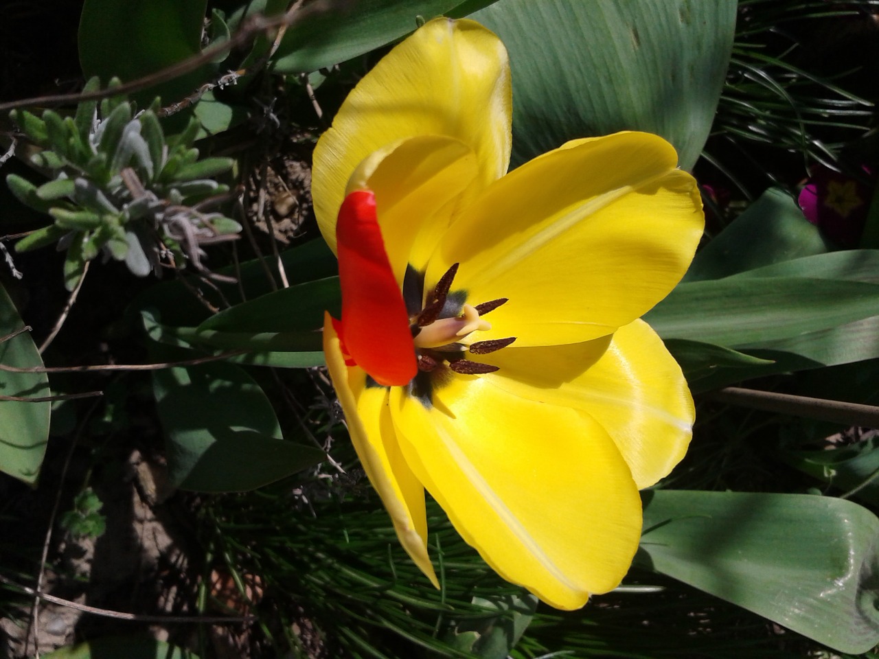 tulip yellow blossom free photo