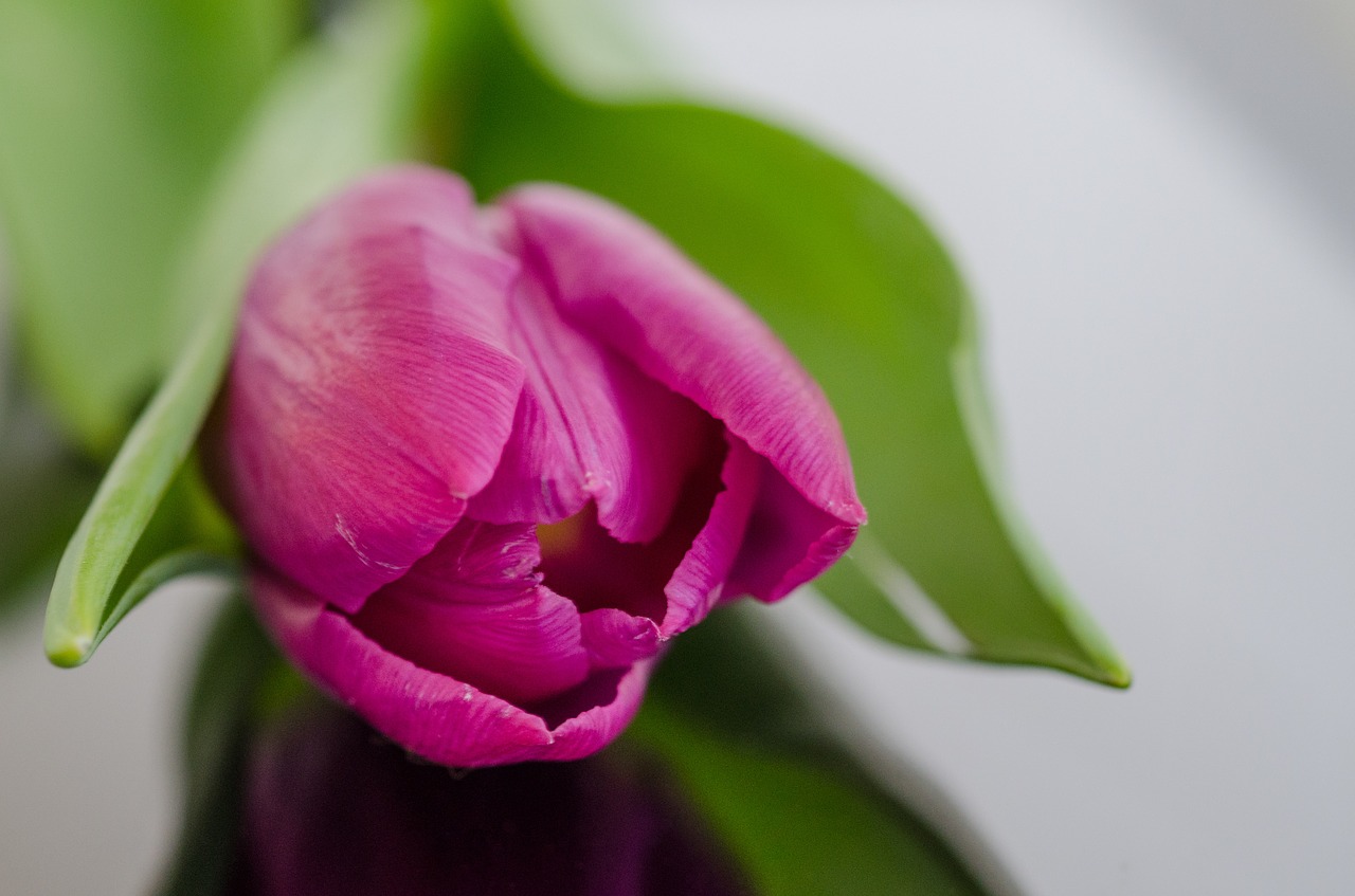 tulip flower pink free photo