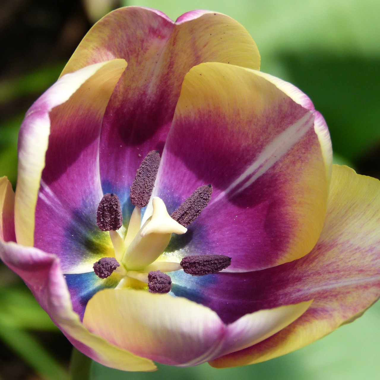 tulip blossom bloom free photo