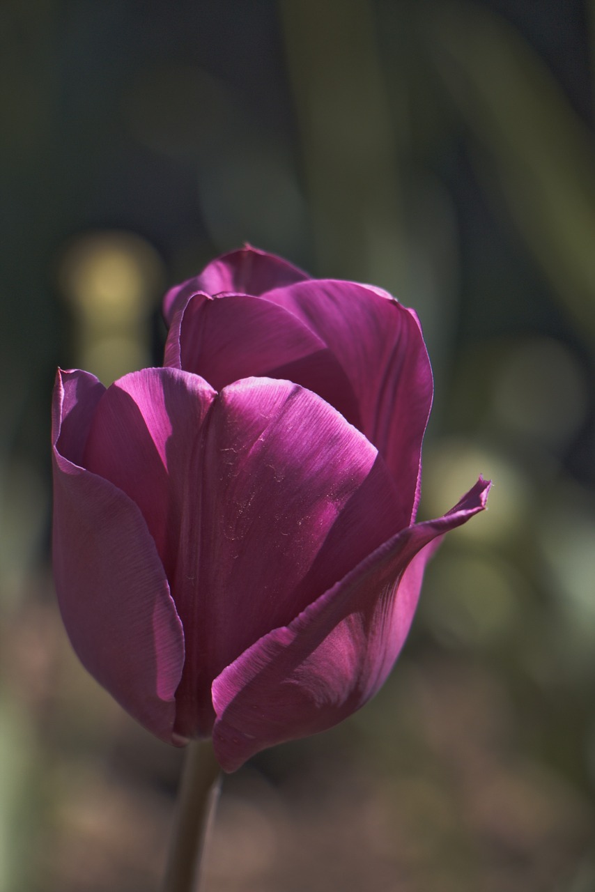 tulip flower violet free photo