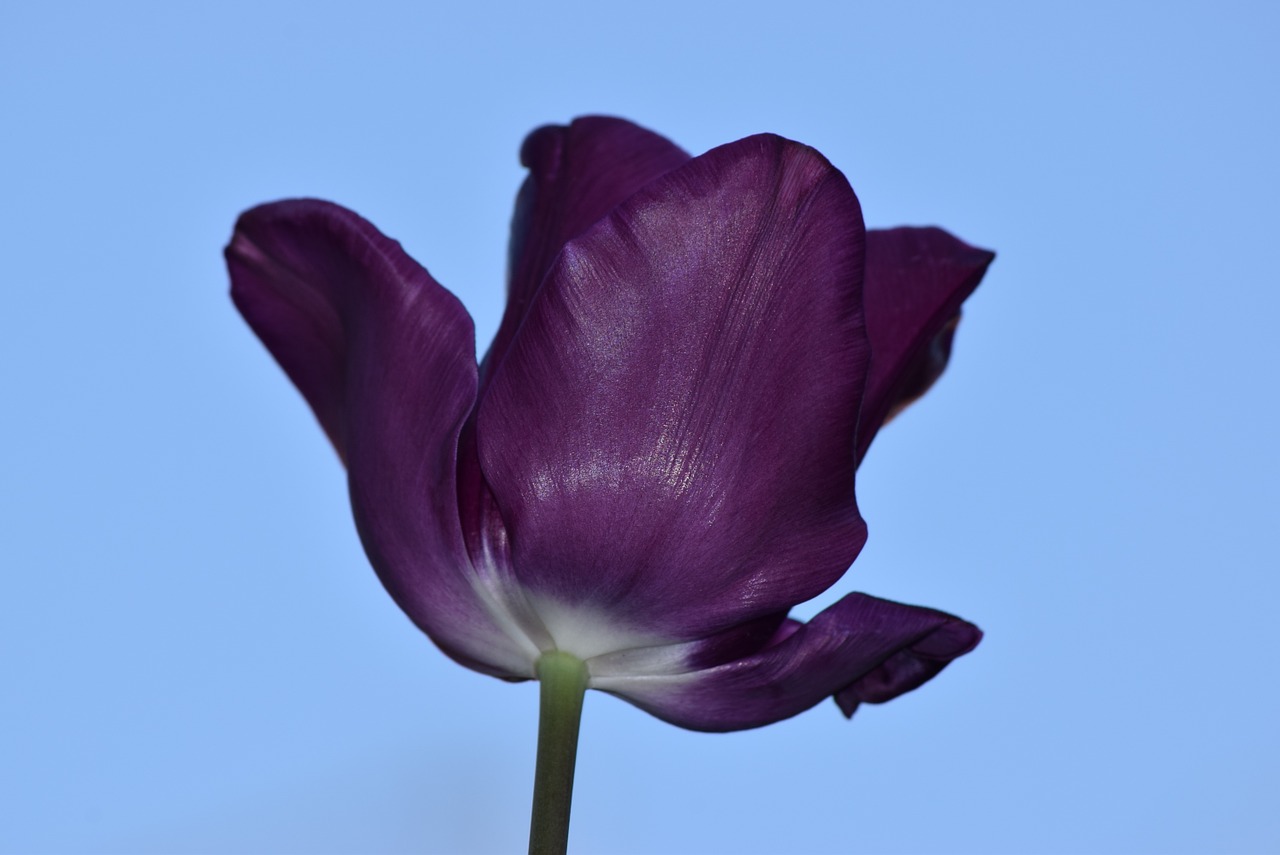 tulip violet nature free photo