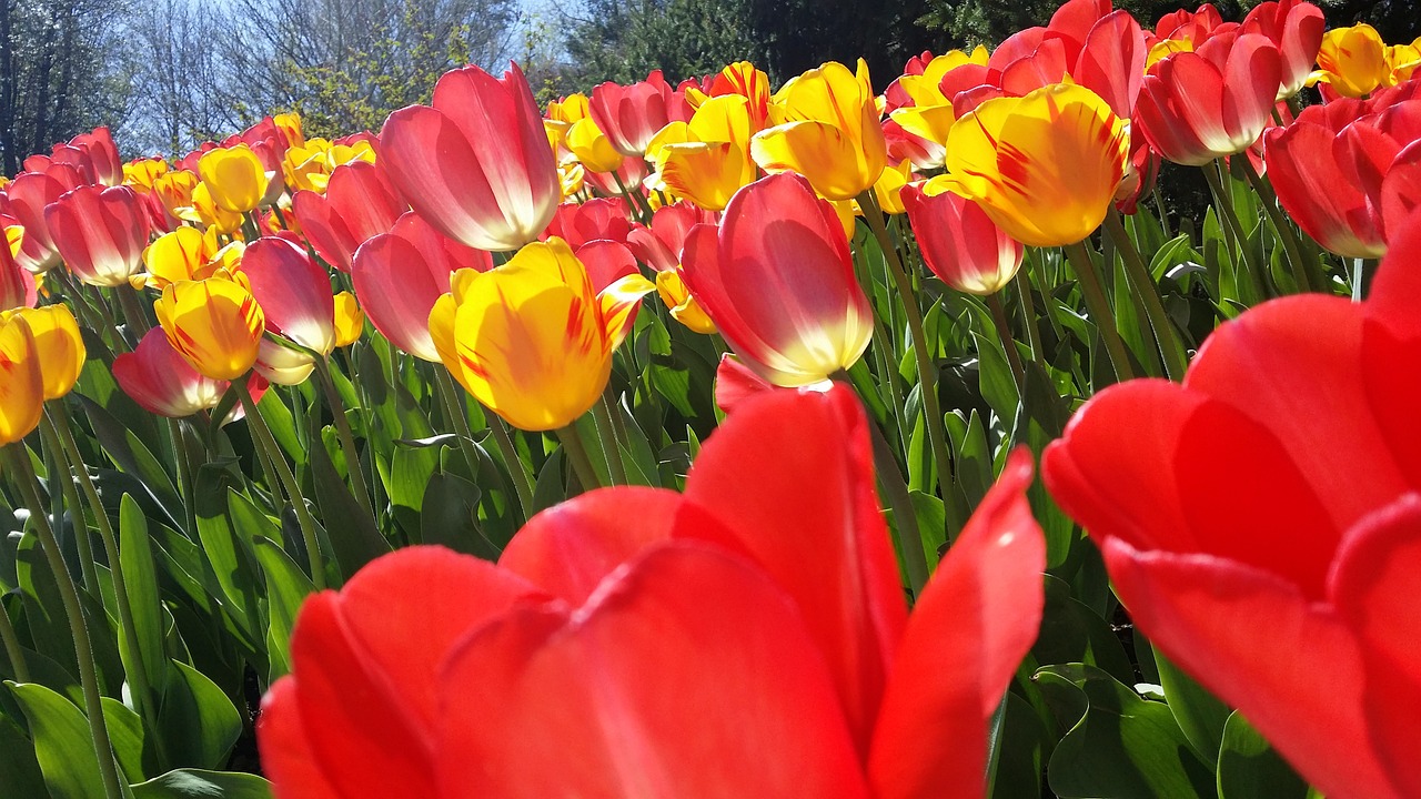 tulip pink yellow free photo