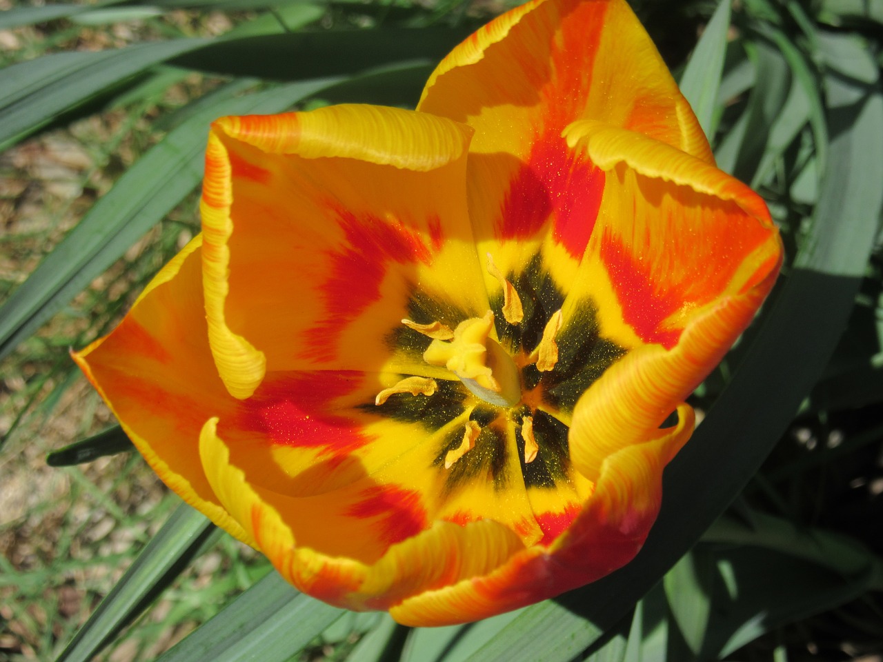 tulip blossom bloom free photo