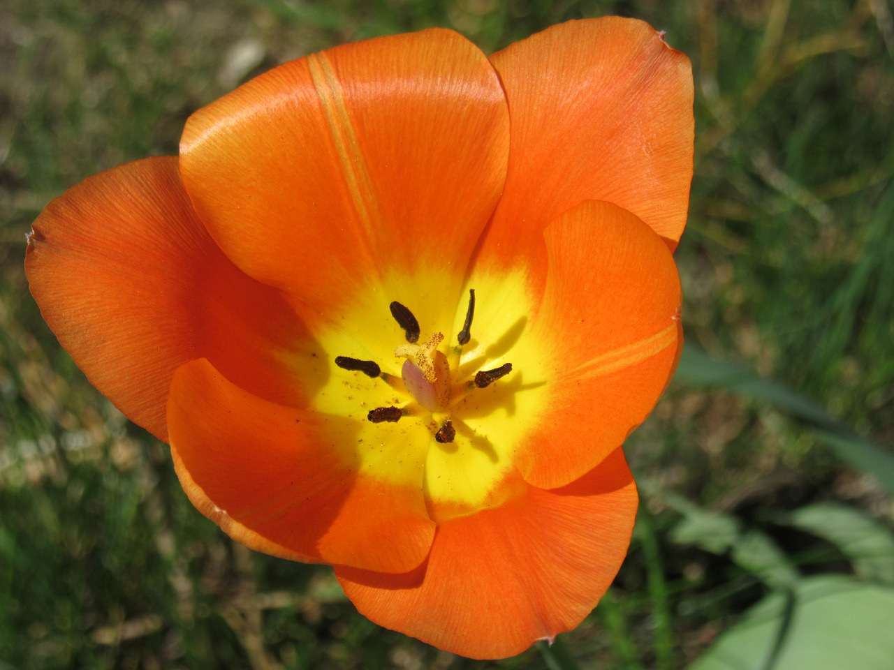 tulip blossom bloom free photo