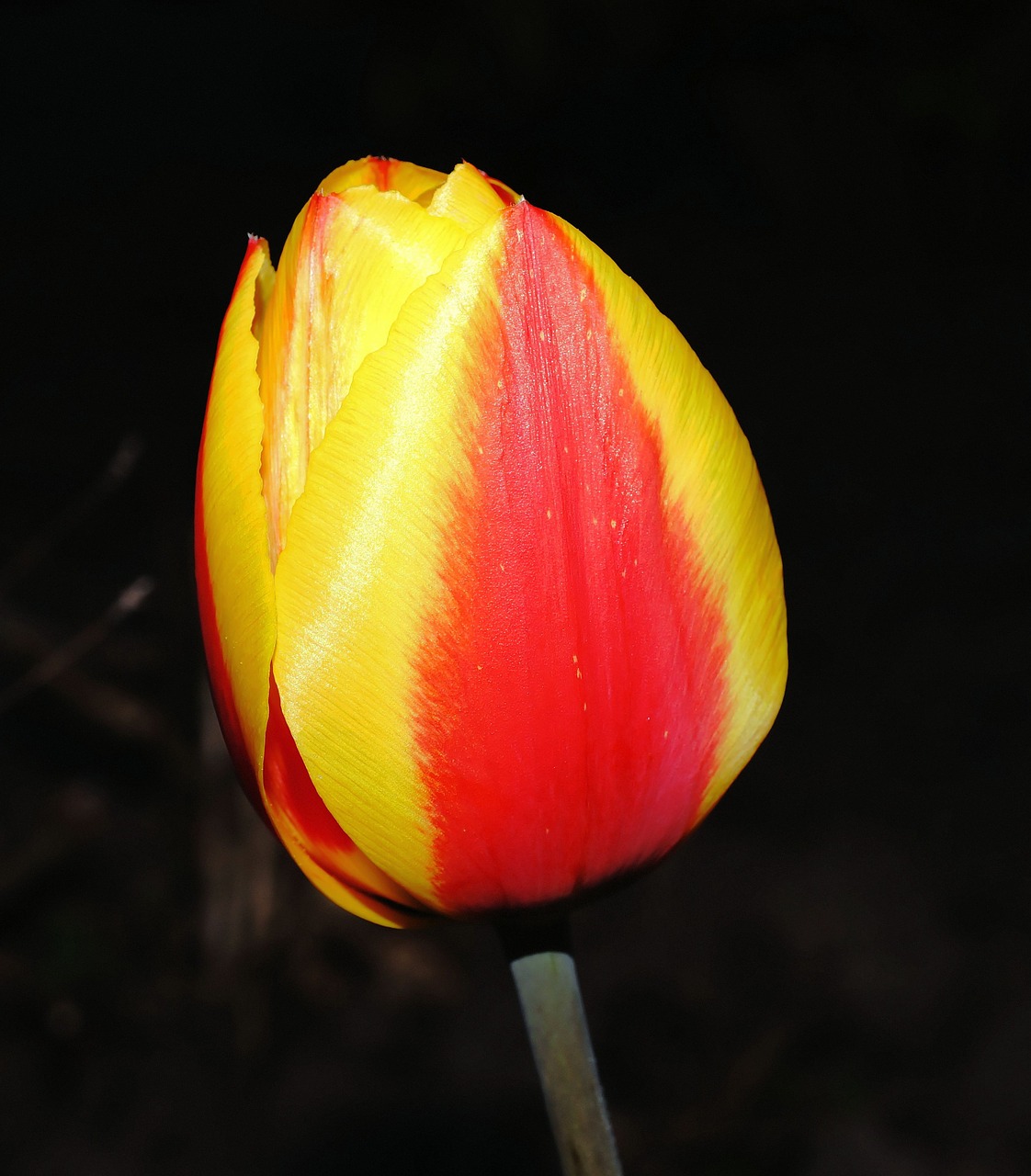 tulip blossom bloom free photo