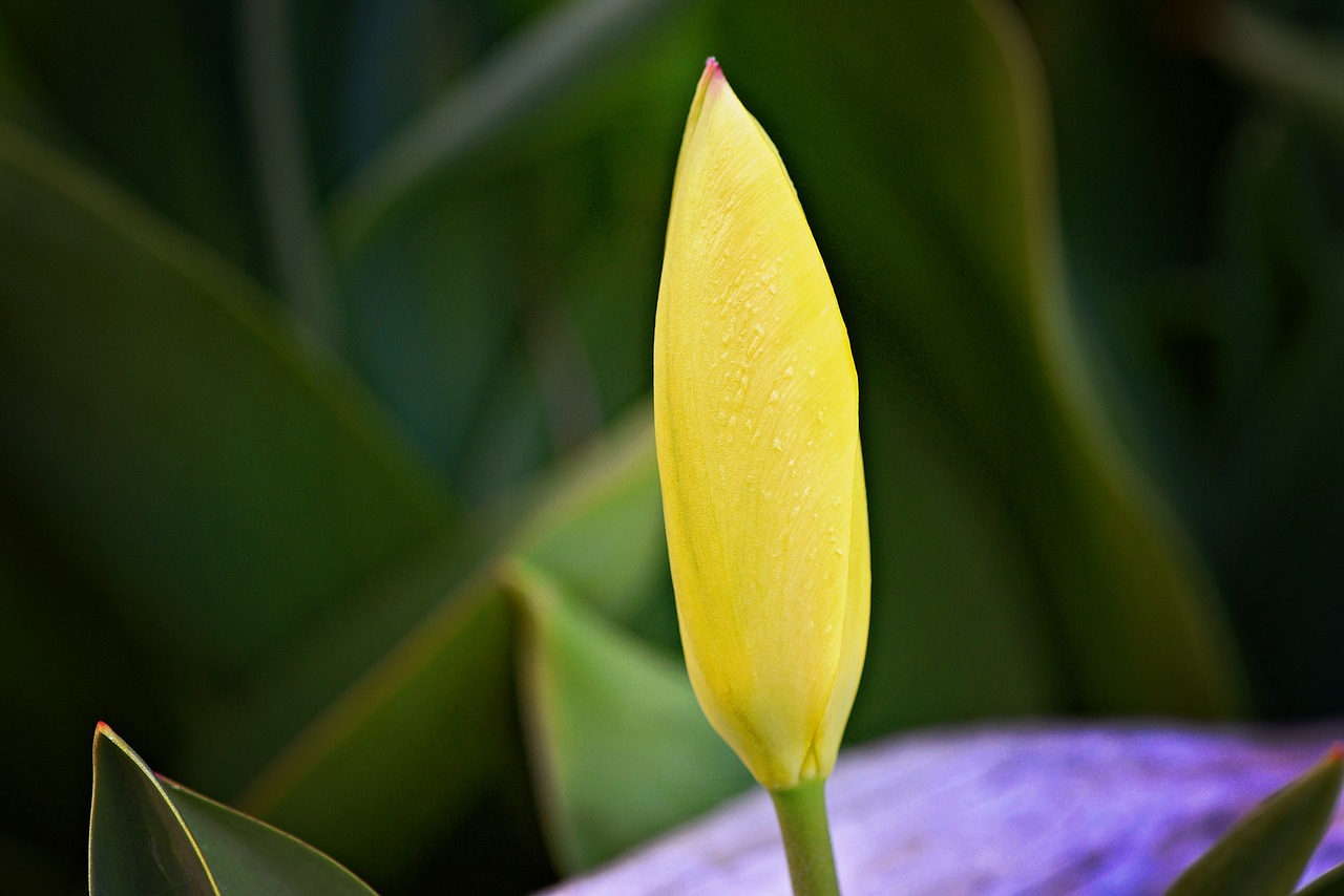 tulip flower yellow free photo