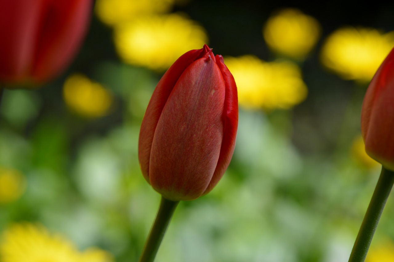 tulip red flower free photo