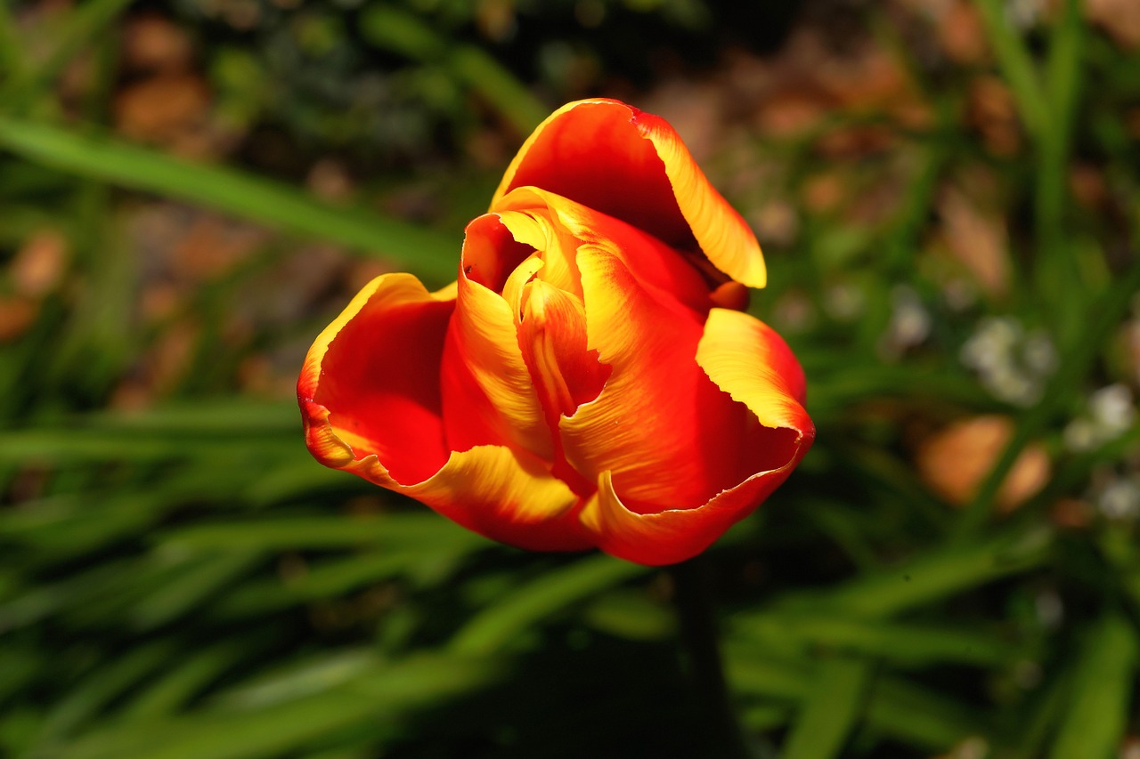 tulip blossom bloom free photo