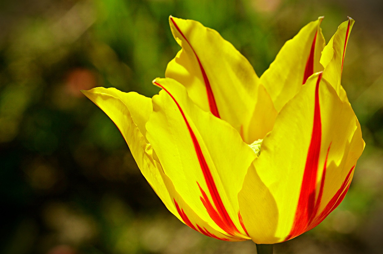 tulip tabby spring free photo